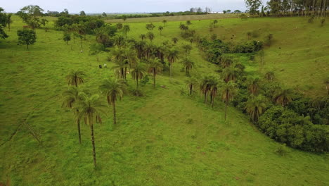 toma aérea de la escena de la jungla verde con gente cosechando la fruta de macauba o conocida como palma coyol para producir aceite en brasil