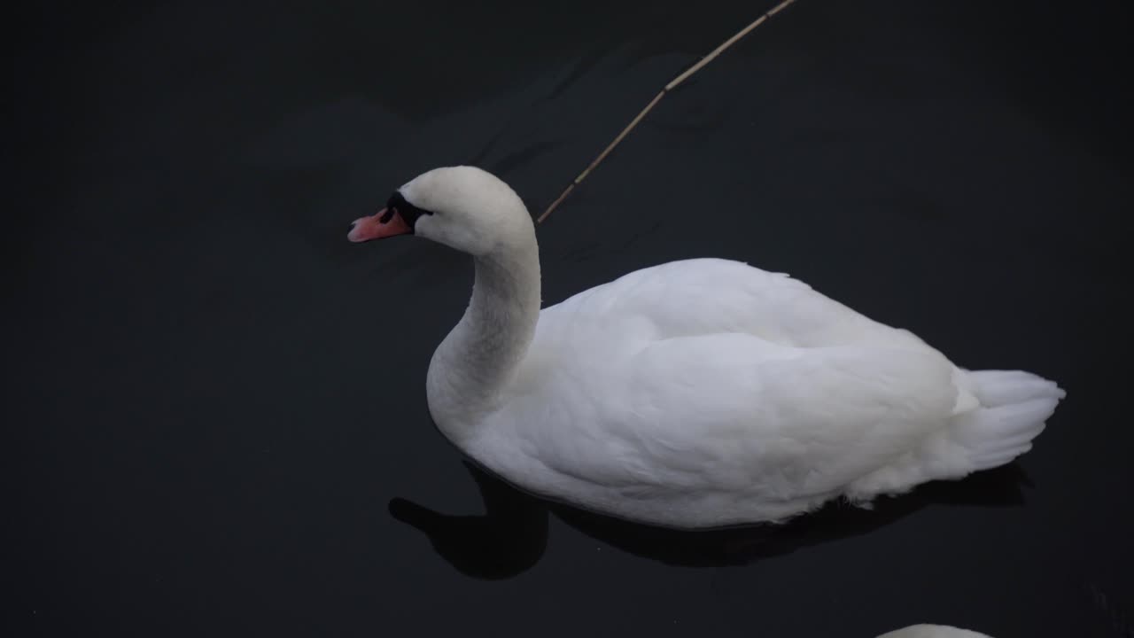 Cisne blanco en el agua