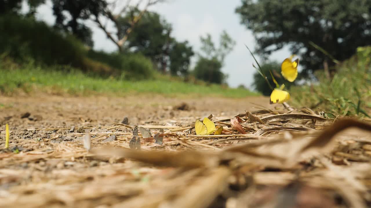 인도 정글에서 더운 여름 오후에 날아다니고 앉아 있는 나비의 느린 동작