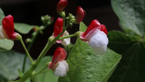 Dwarf-Runner-Bean-flowers.-Summer.-UK