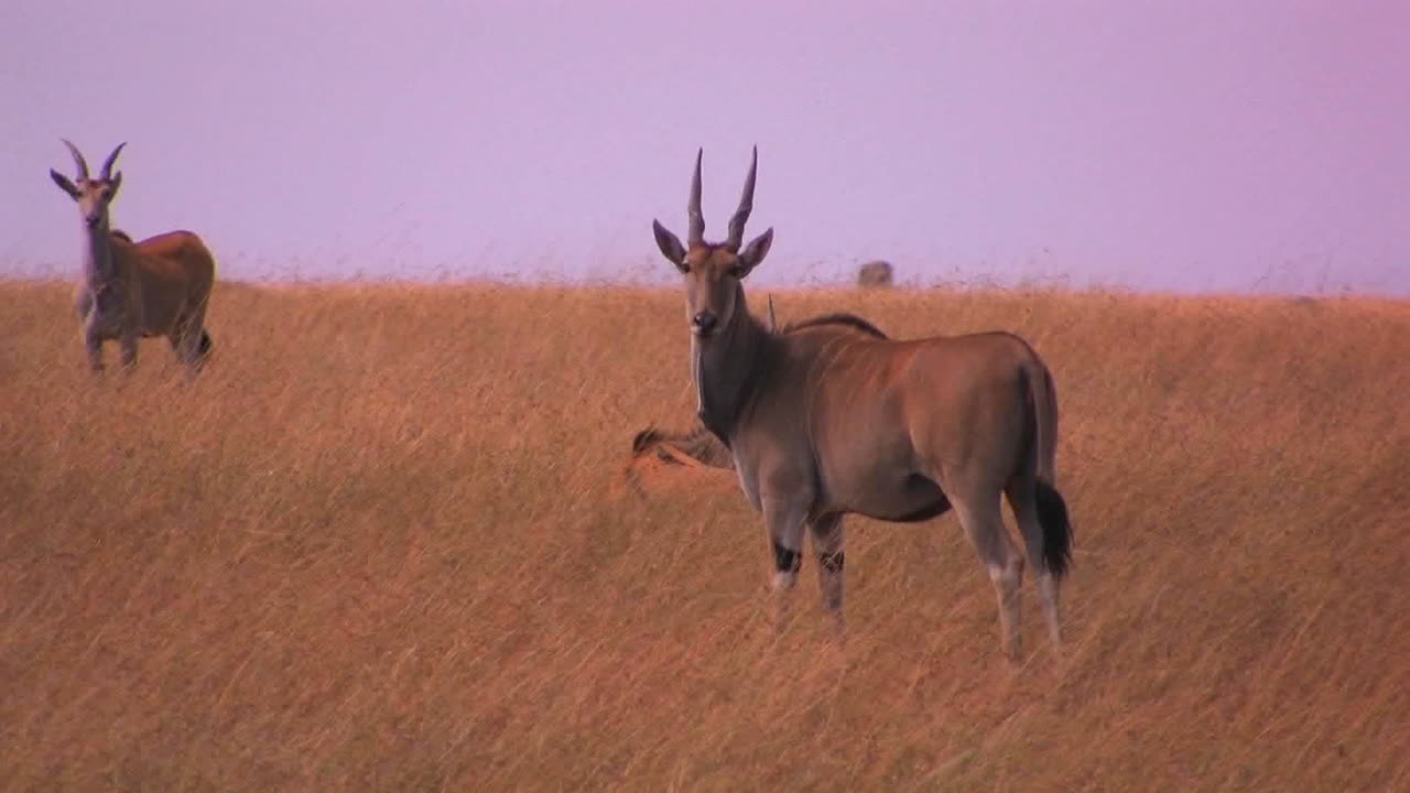 unas pocas gacelas se mantienen alerta en un campo de hierba alto