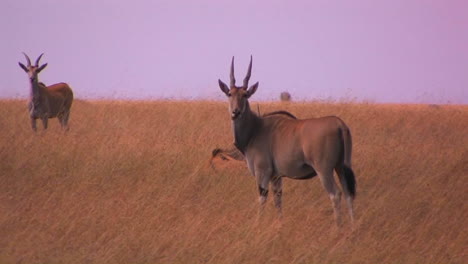 A-few-gazelle-stand-alert-in-a-tall-grassy-field