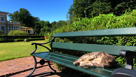 gato limpiándose en un jardín en un banco