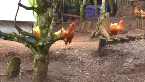 roosters and hen in latin farm