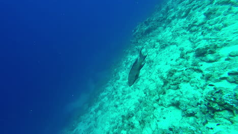 Un-Dron-Aéreo-Disparó-Sobre-Un-Hombre-Buceando-Sobre-Un-Arrecife-De-Coral-A-Lo-Largo-Del-Fondo-Del-Mar-En-Sharm-El-Sheikh,-Egipto