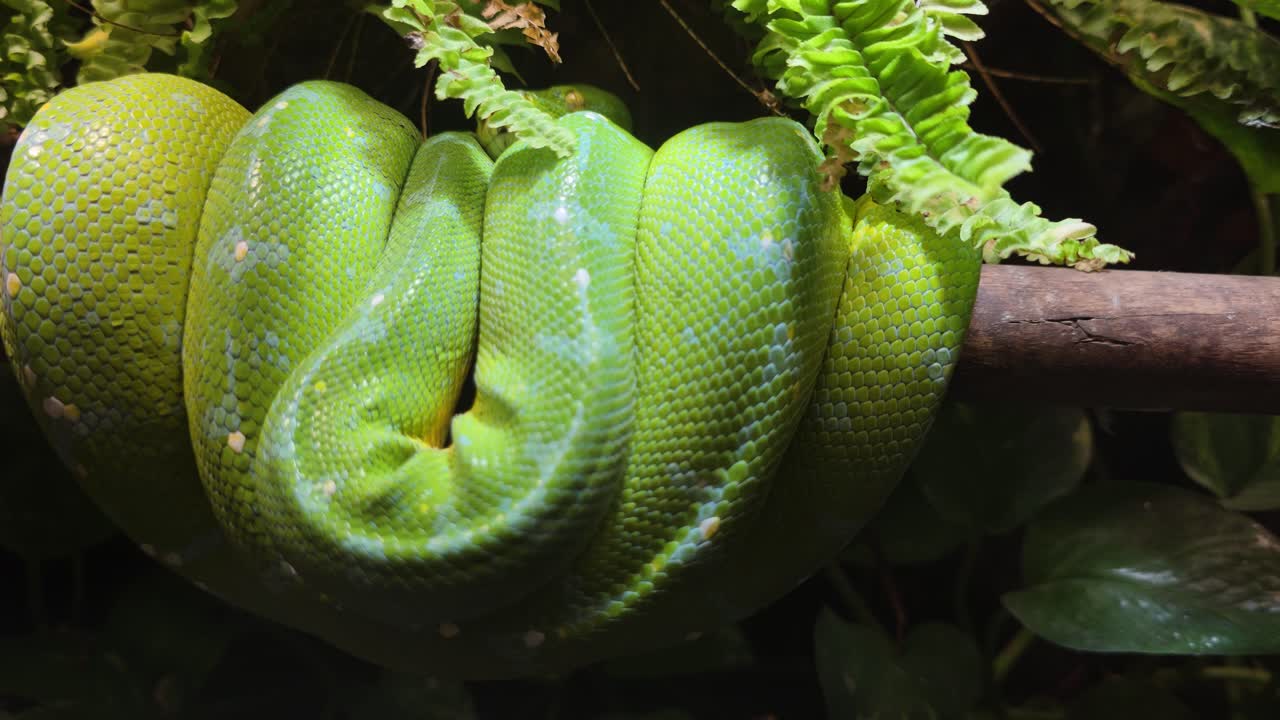 A bright green tree python (Morelia viridis) rests coiled on a branch, its vibrant scales and intricate patterns visible against a dark, leafy jungle background in its natural habitat.