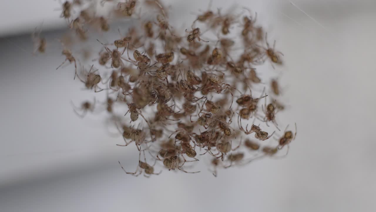 Decine di piccoli di vedova marrone (Latrodectus geometricus) su una ragnatela