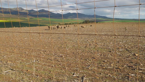 Sheep-grazing-in-very-arid-camp,-fence-in-foreground,-static-shot