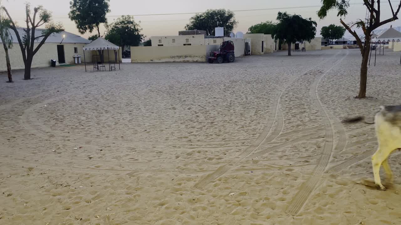 A calf roams peacefully on Jaisalmer’s white sand, surrounded by white tents and scattered trees, as the warm evening light of Rajasthan India, casts a serene and golden glow over the landscape