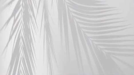 Animated-Tropical-Palm-leaf-shadow-on-white