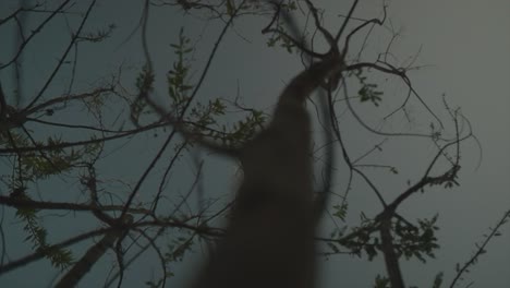 Rotating-shot-from-the-frog-perspective-of-trees-with-view-of-the-leaves,-branches-and-the-cloudless-sky-during-the-dawn