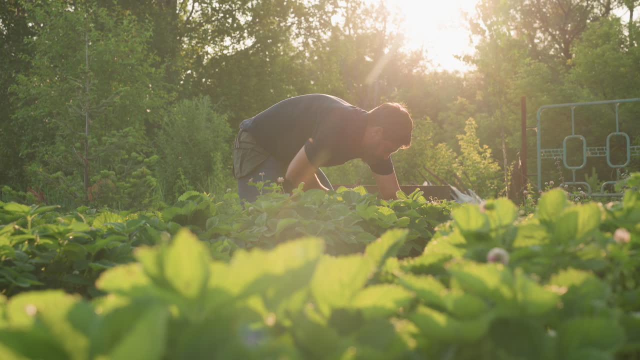 warm golden sunset backlights male gardener bending to weed and inspect strawberry plants in lush green farm row, close up hands in gloves working soil amid vibrant foliage under soft evening glow