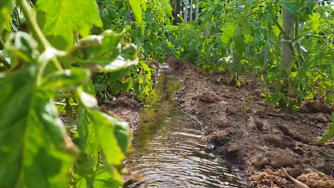 watering-the-tomatoe-tree-in-nature