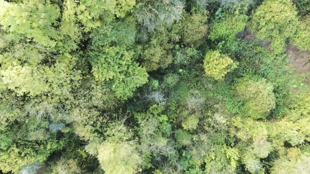 Autumn woodland aerial birds eye view descending slow above green forest foliage