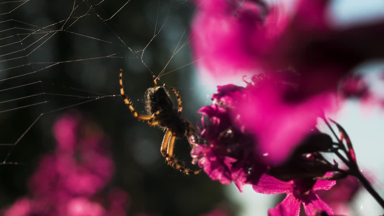 분홍색 꽃에 거미