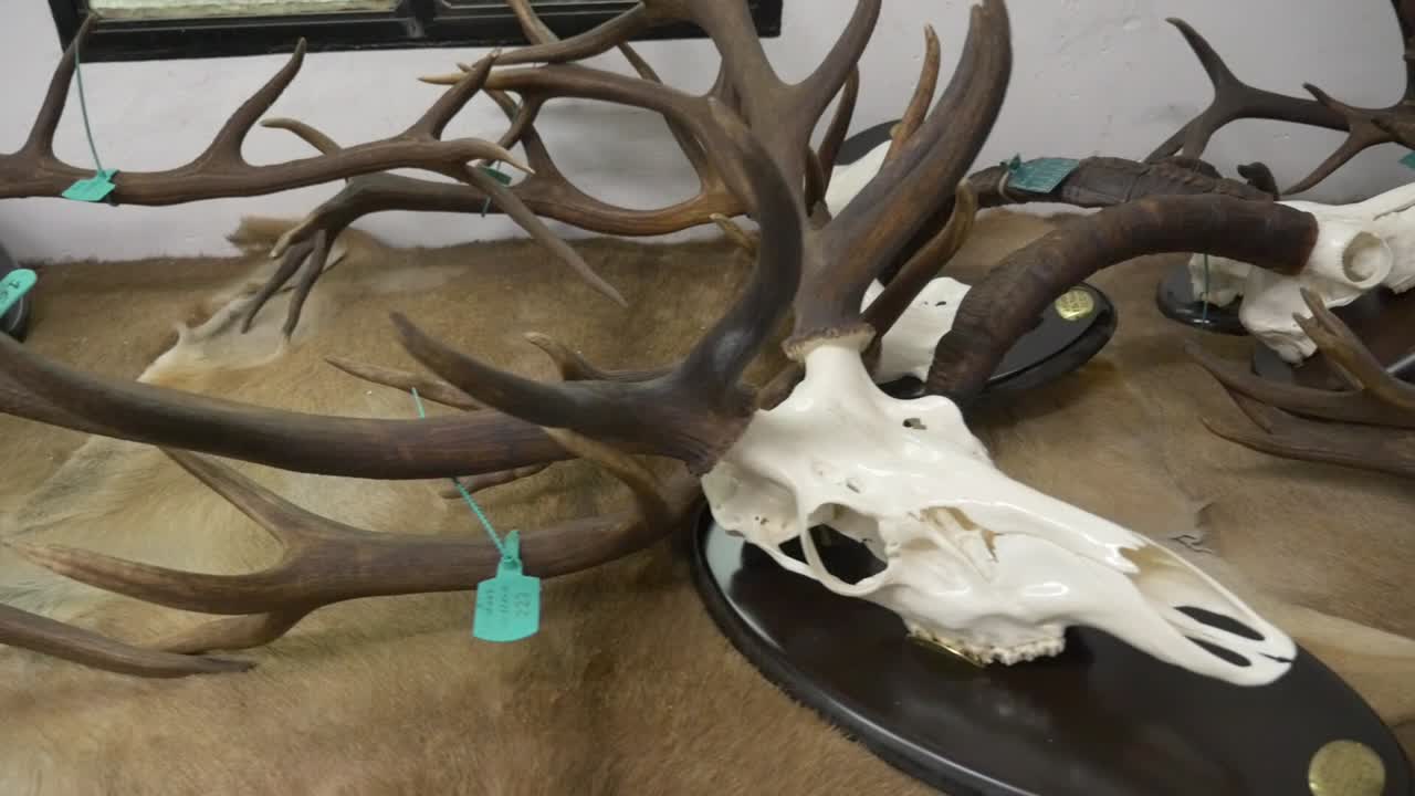 Crani di cervo con grandi palchi e targhette di caccia su un tavolo di legno. Scatto in uno studio di tassidermia che mostra la texture e la maestria dei trofei di fauna selvatica
