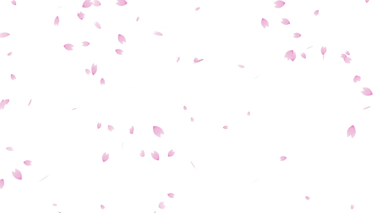 체리 꽃의 폭풍 무결 루프 애니메이션 (백색 배경)