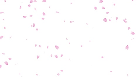 flurry of cherry blossoms seamless loop animation (white background)