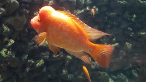 red devil cichlid fish (amphilophus labiatus) close up shoot
