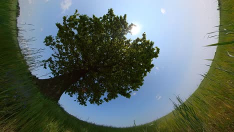 slow motion horizon curved-up shot of moving towards a tree in a green field on a sunny summer day