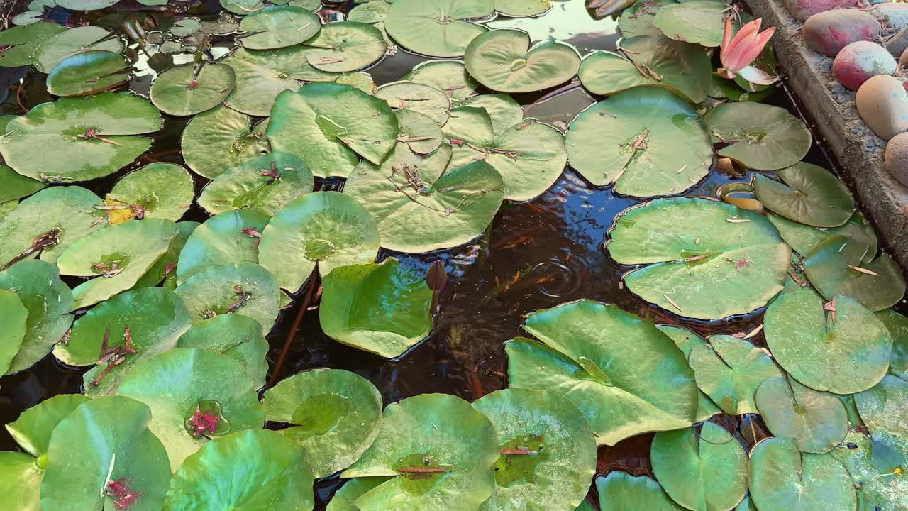 Home made small pond for fish and water lillies, tracking shot of beautiful lotus pond made at home garden