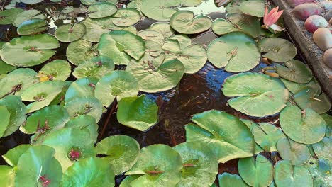 home made small pond for fish and water lillies, tracking shot of beautiful lotus pond made at home garden