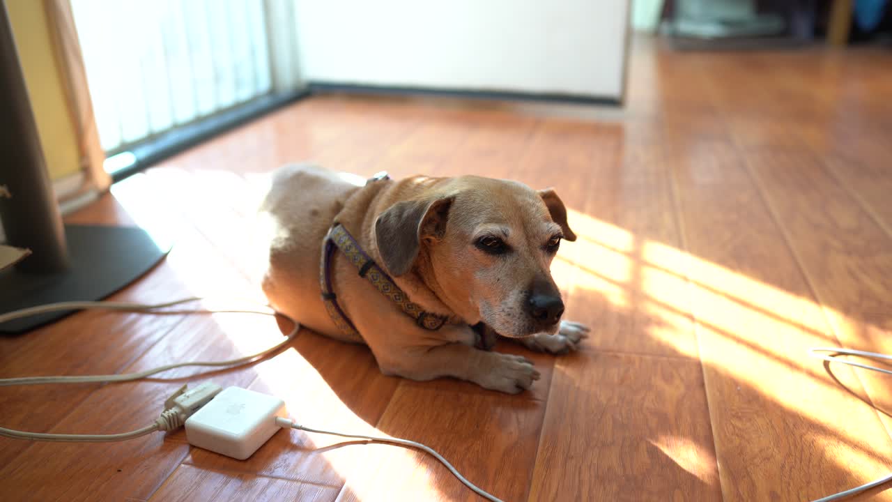 가정용 강아지 hd의 귀여운 강아지