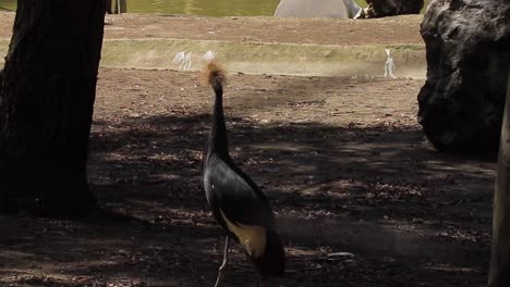 grey crowned cranes by the water
