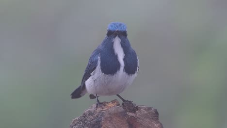 the ultramarine flycatcher, also known as the white-browed blue flycatcher, a winter migrant to thailand, is very friendy to people