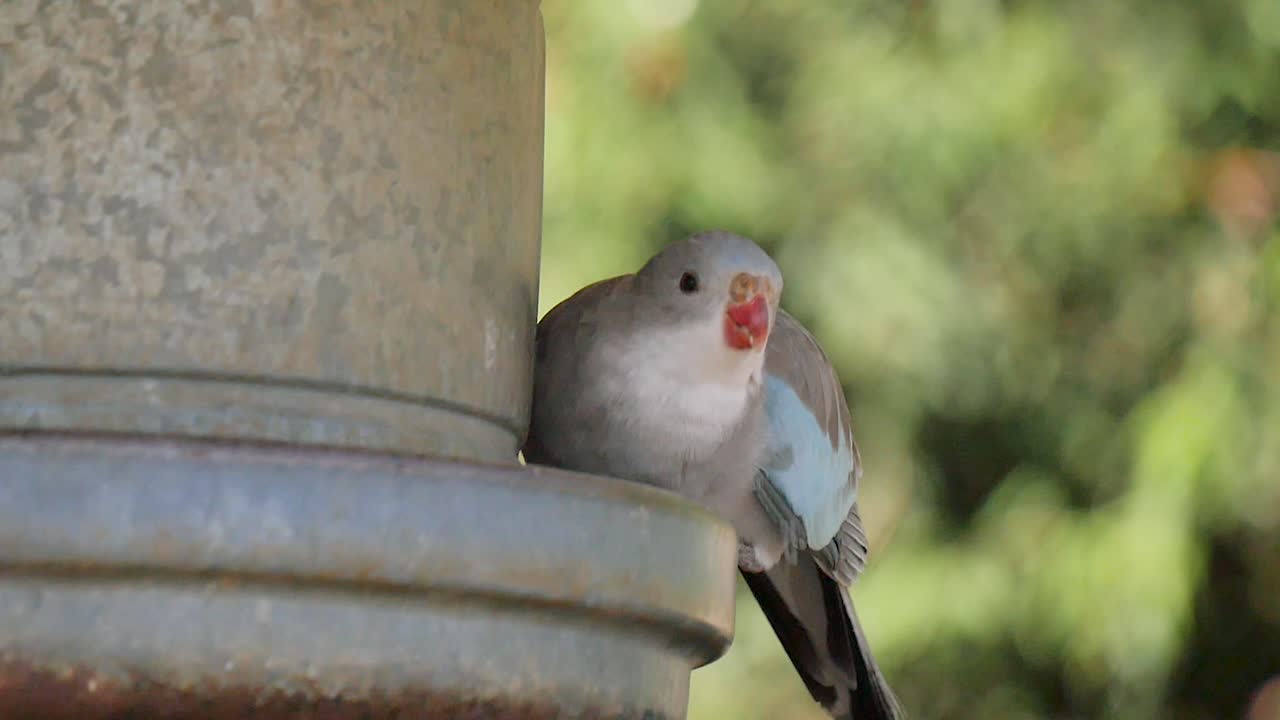 Cacatua che mangia da una ciotola
