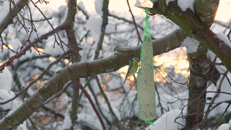 eurasian blue tit, cyanistes caeruleus visiting the bird feeder in the forest on a sunny winter afternoon