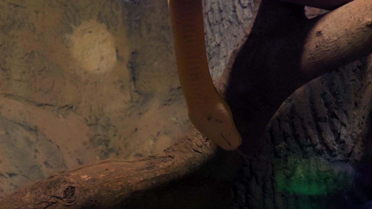 Un pitone reticolato giallo vibrante (Malayopython reticulatus) scende lentamente da un grosso ramo d'albero, ripreso con un movimento di inclinazione della telecamera. Vista da sotto l'animale