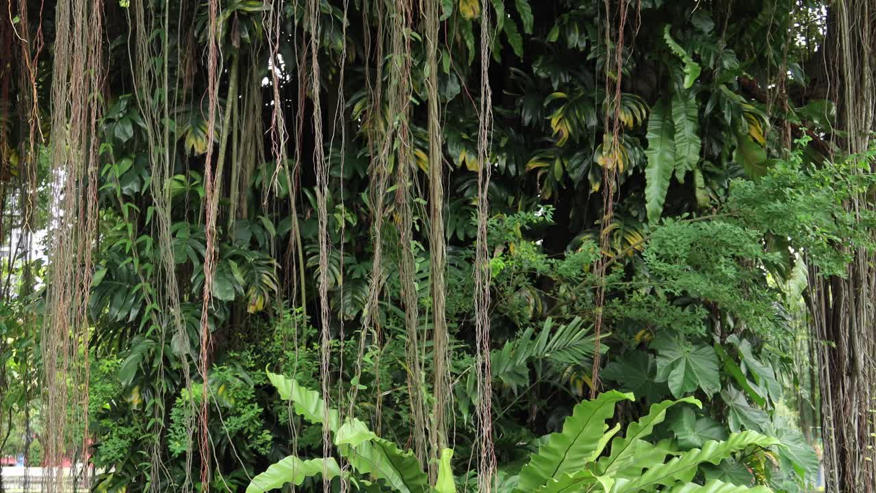 vegetación tropical densa