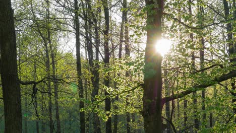 beautiful and bright sunlight shining through the green forest in las, gmina slemien, poland