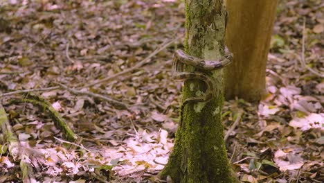 nahaufnahme einer schlange, die in einem ruhigen wald auf einen mit moos bedeckten baumstamm kriecht und die ruhige schönheit der natur zeigt