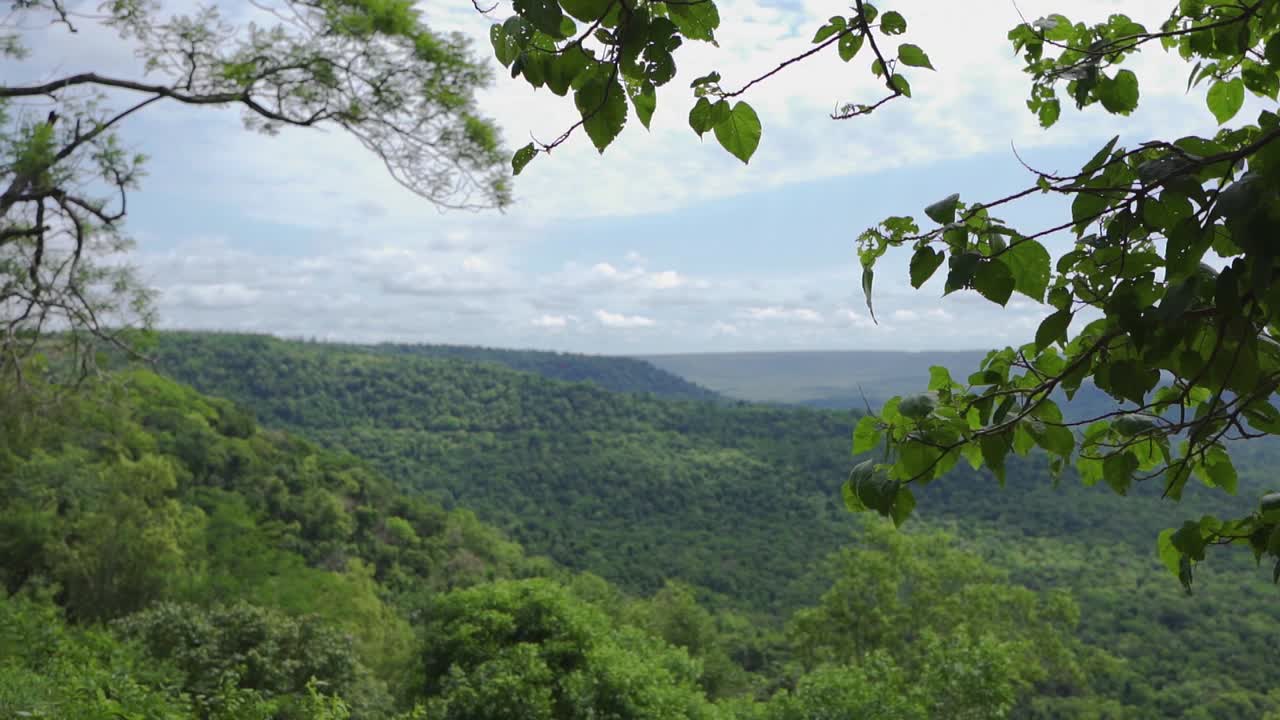vista panorámica del vasto bosque atlántico con un pájaro volando en américa del sur