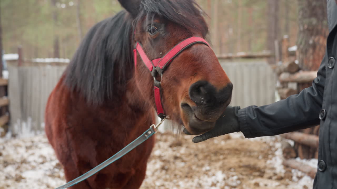 entrenamiento equino al aire libre, caballo recibiendo una golosina al aire libre, hombre dando un snack a un poni en un recinto nevado, entrenador ofreciendo una zanahoria como recompensa a un poni dentro de un cercado helado con vallas rústicas