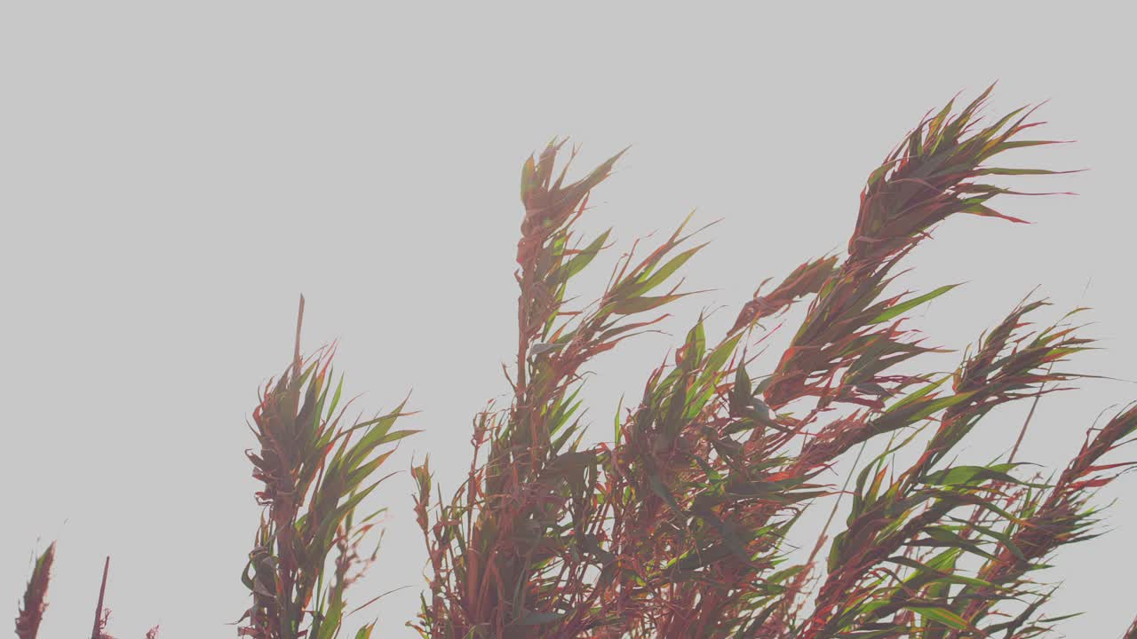 바람에 날리는 키 큰 마른 잎