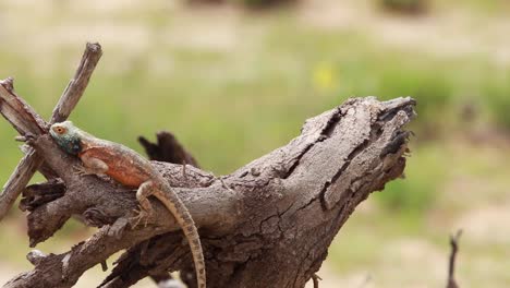 Eine-Enge-Ganzkörperaufnahme-Einer-Bodenagama,-Die-Auf-Einem-Toten-Ast-Klettert-Und-Liegestütze-Zeigt,-Kgalagadi-Transfrontier-Park