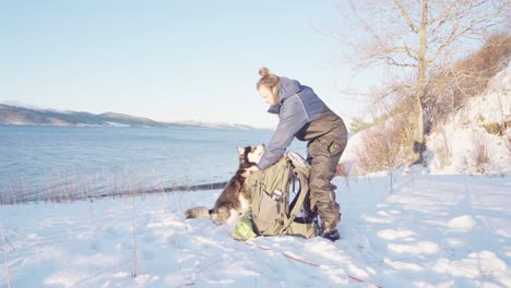 camper gave the alaskan malamute dog a bone at sunrise during winter