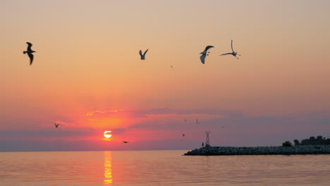 flying seagulls over the sea at sunset