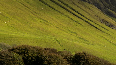 Lapso-De-Tiempo-Del-Paisaje-Agrícola-Rural-Con-Ovejas-En-El-Campo-De-Hierba-Y-árboles-En-La-Montaña-Benbulben-En-El-Condado-De-Sligo-En-Irlanda