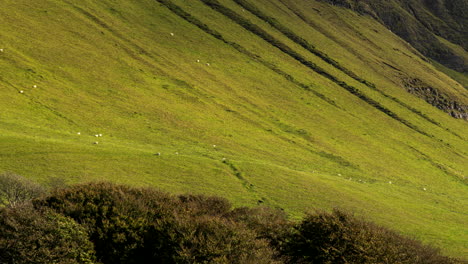 Time-lapse-of-rural-farming-landscape-with-sheep-in-grass-field-and-trees-at-Benbulben-mountain-in-county-Sligo-in-Ireland