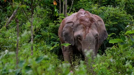 Los-Elefantes-Asiáticos-Son-Especies-En-Peligro-De-Extinción-Y-También-Son-Residentes-De-Tailandia