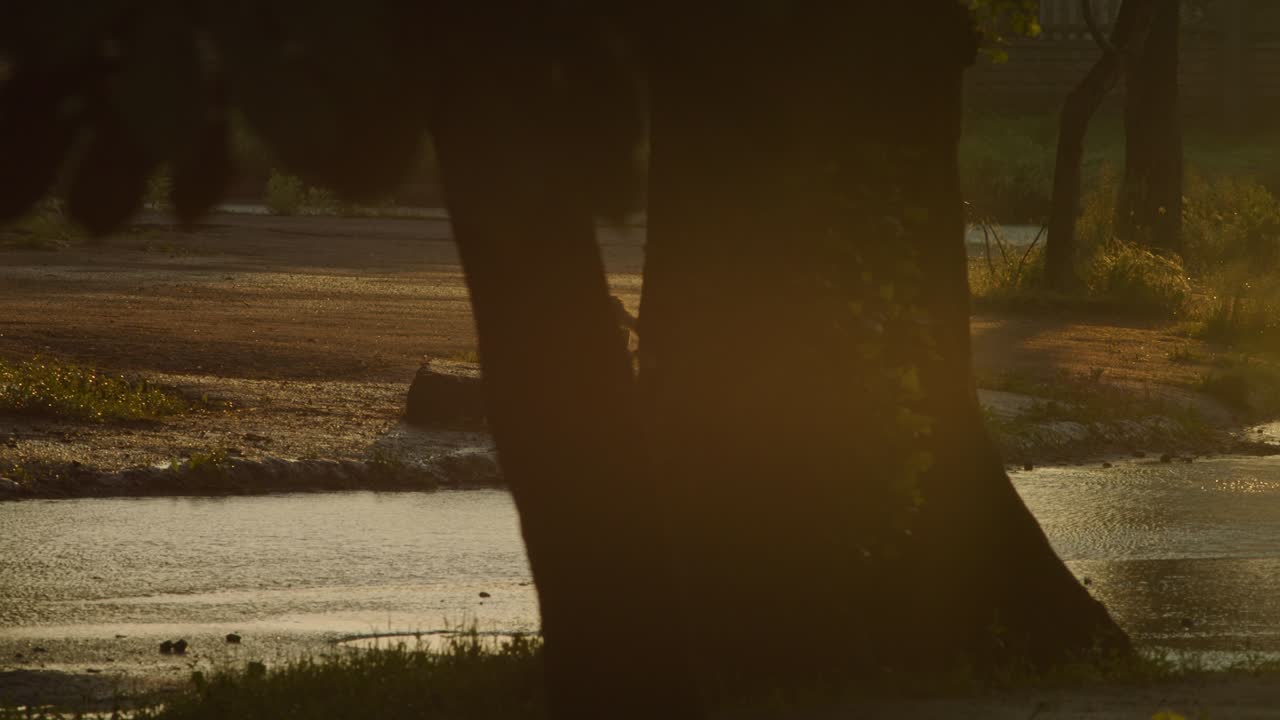 el gato pasa por encima de la salida de agua del pozo. avance del sistema de suministro de agua. alcantarillado. prores 422, bmpcc 4k