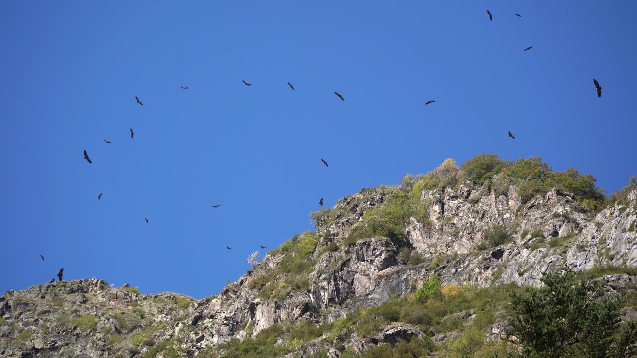 Un grupo de buitres volando y migrando a través de las montañas de los Pirineos franceses.