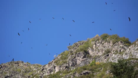 un grupo de buitres volando y migrando a través de las montañas de los pirineos franceses