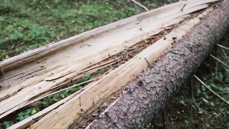 Pan-view-following-through-out-a-fallen-tree,-in-the-middle-of-a-finnish-forest,-in-Finland