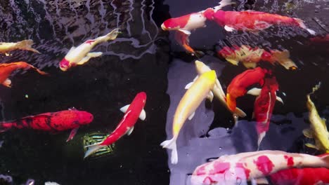 the big fancy colorful variety of ornamental koi fish in the pond with reflections of water shadows of light