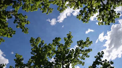 Upward angle video capturing sunlight filtering through lush green leaves against a bright blue sky